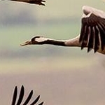 IMG_8600 Vol de grues